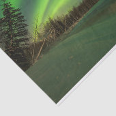 Banded Aurora Tissuepapier (Detail)