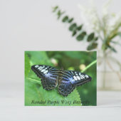 Bandende Paarse vleugelvlinder Briefkaart (Staand voorkant)