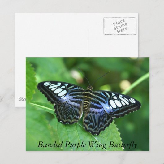 Bandende Paarse vleugelvlinder Briefkaart (Voorkant / Achterkant)