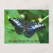 Bandende Paarse vleugelvlinder Briefkaart (Voorkant)