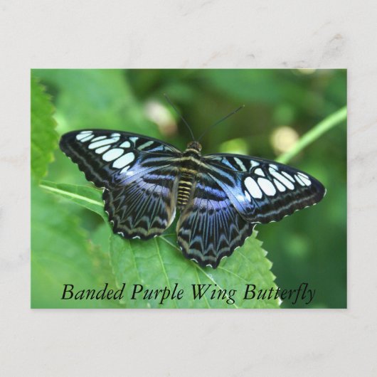 Bandende Paarse vleugelvlinder Briefkaart (Voorkant)