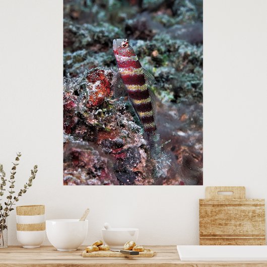 Bandgarnaal Goby Poster (Keuken)