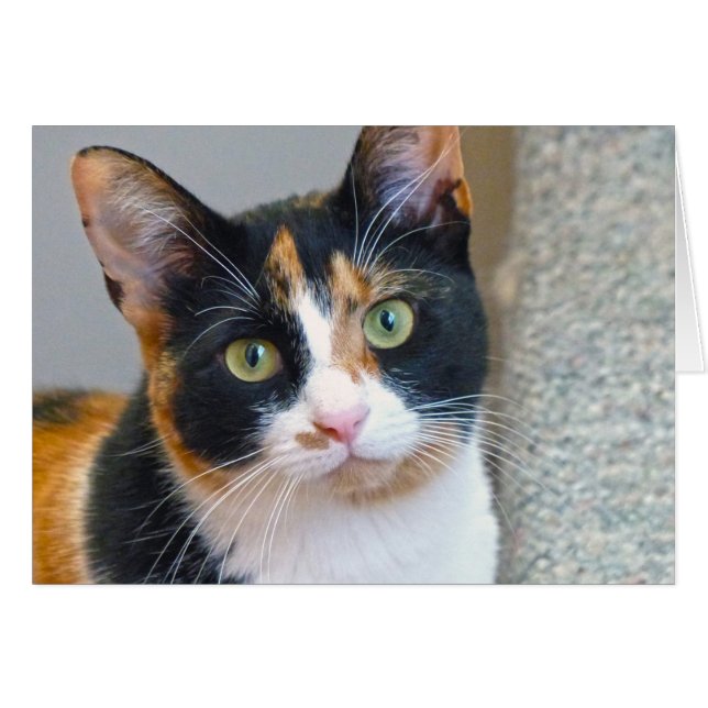 Bandit (Voorkant Horizontaal)