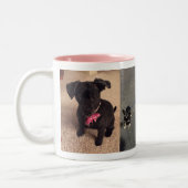 Bandit and Maggie Mok (Links)