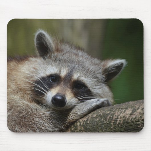 Bandit at Rest Cute Raccoon Muismat (Voorkant)