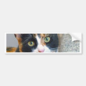 Bandit Bumpersticker (Voorkant)