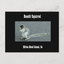 Bandit Squirrel