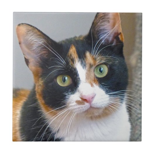 Bandit Tegeltje (Voorkant)