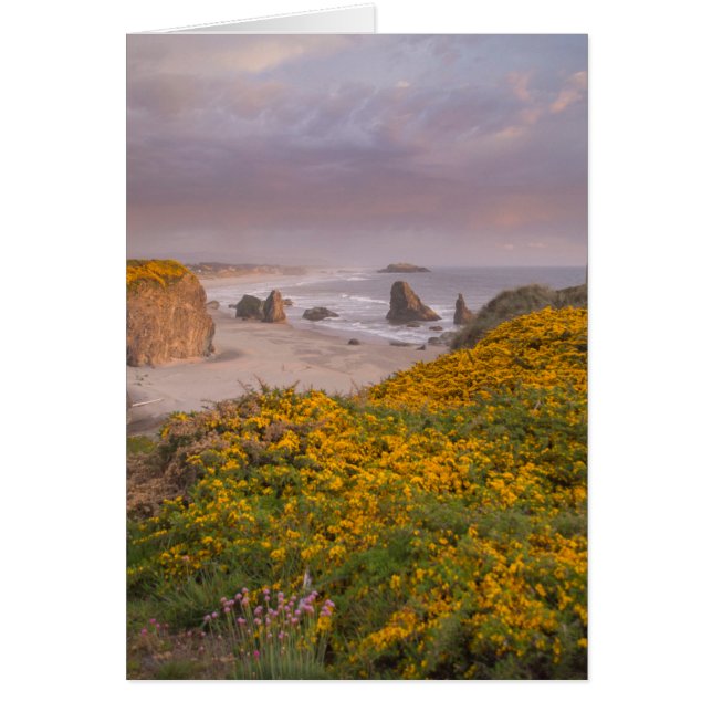 Bandon Beach Offshore Rocks Yellow Flowering Gorse (Voorkant)