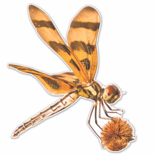 Bands wimpel Dragonfly close-up op Bur-reed Sticker (Voorkant)