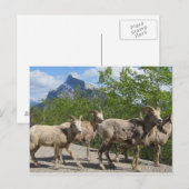 Banff Briefkaart (Voorkant / Achterkant)