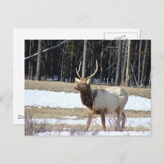 Banff Elk Briefkaart (Voorkant / Achterkant)