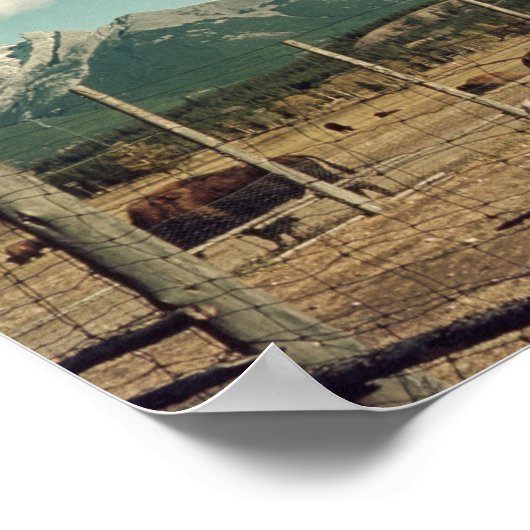 Banff Mountain Goats & Buffalo Alberta Poster (Hoek)