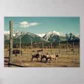 Banff Mountain Goats & Buffalo Alberta Poster (Voorkant)
