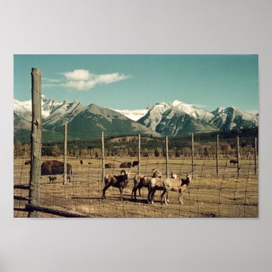 Banff Mountain Goats & Buffalo Alberta Poster (Voorkant)