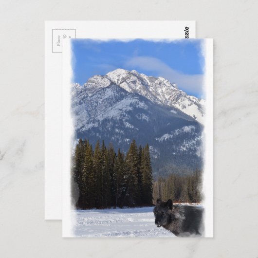 Banff Wolf in de winter met Mt Cascade Briefkaart (Voorkant / Achterkant)
