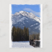 Banff Wolf in de winter met Mt Cascade Briefkaart (Voorkant)