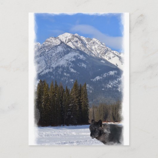 Banff Wolf in de winter met Mt Cascade Briefkaart (Voorkant)