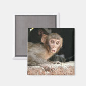 Bang aapje met grote ogen magneet (Voorkant / Achterkant)