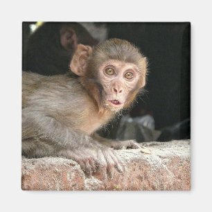 Bang aapje met grote ogen magneet