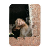 Bang aapje met grote ogen rechthoekige magneet (Verticaal)