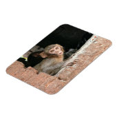 Bang aapje met grote ogen rechthoekige magneet (Linkerzijde)