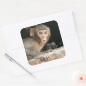 Bang aapje met grote ogen vierkante sticker (Envelop)