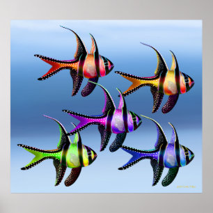 Banggai Cardinalfish Rainbow Poster