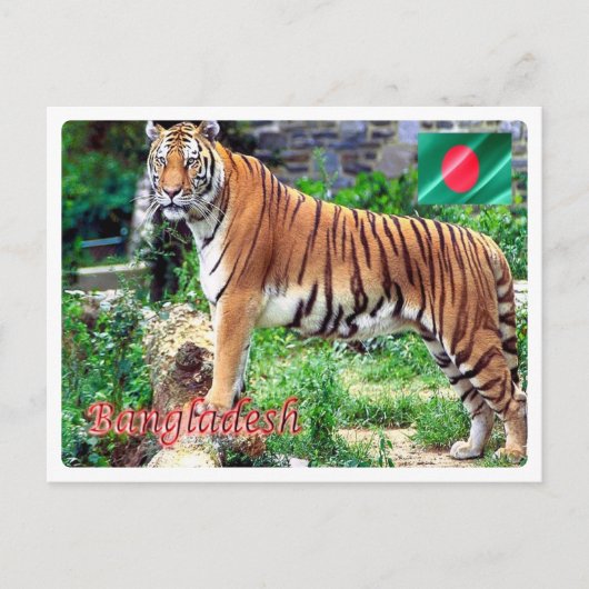 Bangladesh - De Royal Bengal Tigeri - Briefkaart (Voorkant)
