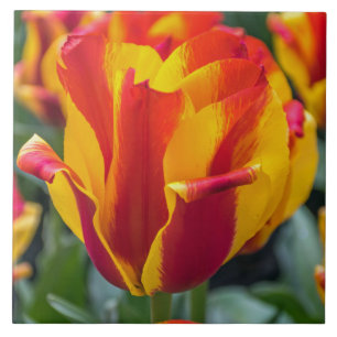 Banja Luka tulip keramische tegels Tegeltje