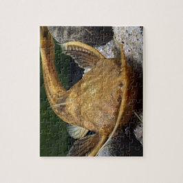 Banjo Catfish puzzel