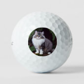 Banjo de Perzisch: Een Fluffy Grijs en Witte Vreug Golfballen (Voorkant)
