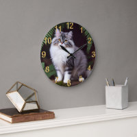 Banjo de Perzische: een pluizig grijs en wit genot