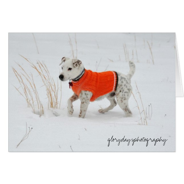 Banjo, sneeuwdag (Voorkant Horizontaal)