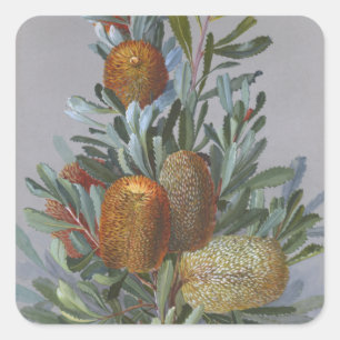 Banksia Australian Wildflower Waterverf Poster Vierkante Sticker