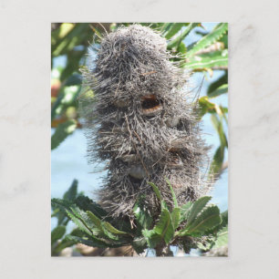 Banksia Briefkaart