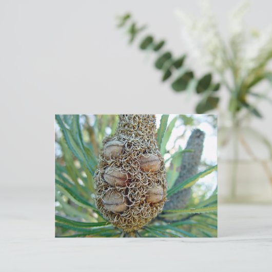 Banksia cone met zaadpotigen briefkaart (Staand voorkant)