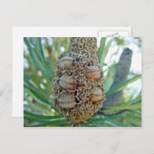 Banksia cone met zaadpotigen briefkaart (Voorkant / Achterkant)