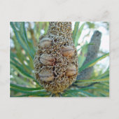 Banksia cone met zaadpotigen briefkaart (Voorkant)