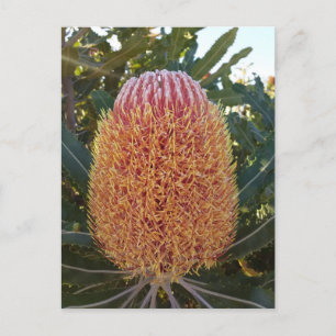 Banksia flower briefkaart