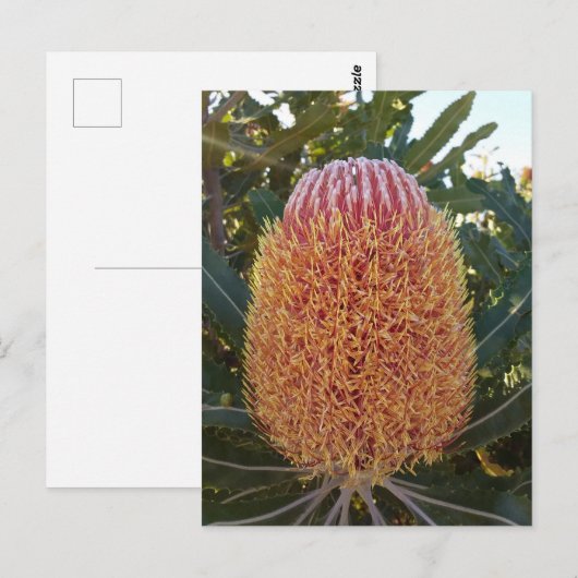 Banksia flower briefkaart (Voorkant / Achterkant)