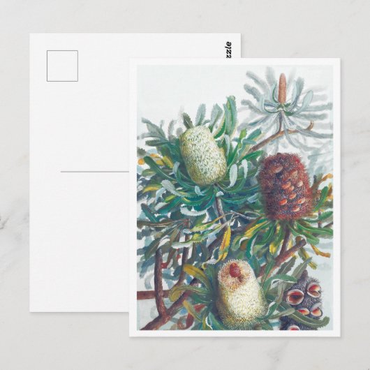 Banksia Flowers | Ellis Rowan 1782 Briefkaart (Voorkant / Achterkant)