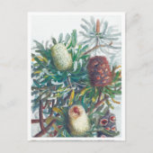 Banksia Flowers | Ellis Rowan 1782 Briefkaart (Voorkant)