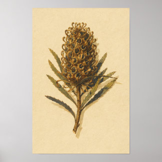Banksia Kegel Botanische Studie – 12 x 18 Poster