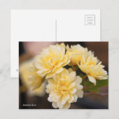 Banksia Roos [Briefkaart] Briefkaart (Voorkant / Achterkant)