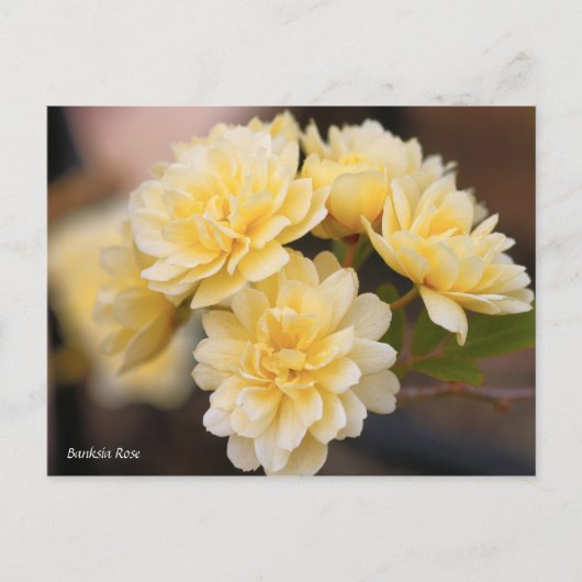Banksia Roos [Briefkaart] Briefkaart (Voorkant)