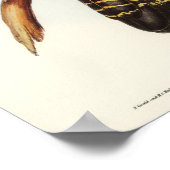 Banksian Cockatoeno van Elizabeth Gould Poster (Hoek)