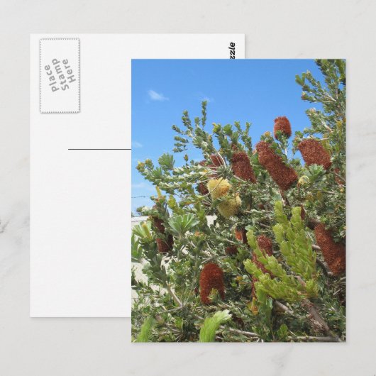 Banksias Briefkaart (Voorkant / Achterkant)