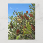 Banksias Briefkaart (Voorkant)
