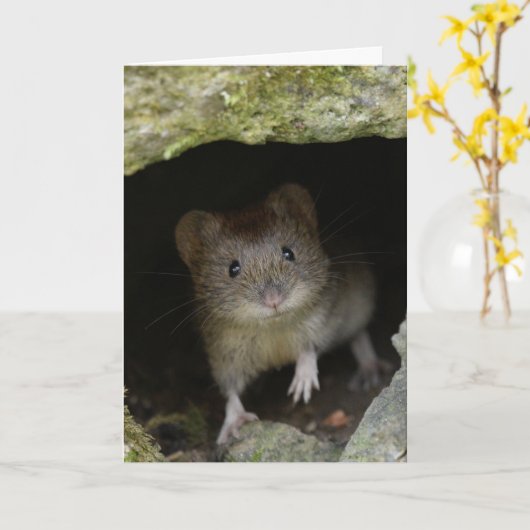 Bankspoel Kaart (Gele Bloem)